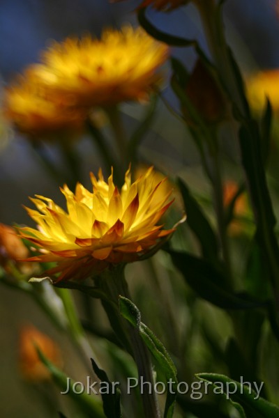 Thredbo Blues 0148.JPG - Orange Everlasting near Smiggin Holes, Kosciusko N.P.